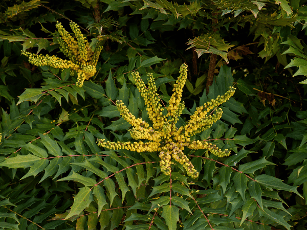 Mahonia