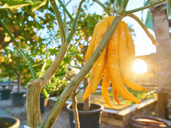 Main de Bouddha, Cédrat main de Bouddha