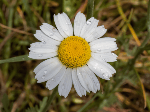 Marguerite