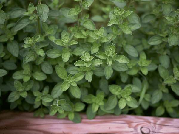 Marjolaine des jardins