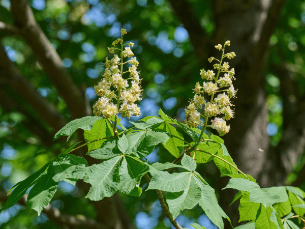 Marronnier d&rsquo;Inde
