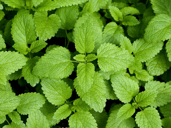 Mélisse officinale, Citronnelle