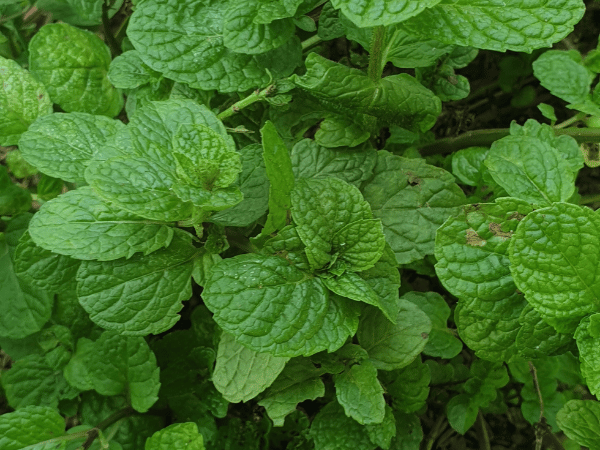 Menthe marocaine, Menthe du Maroc