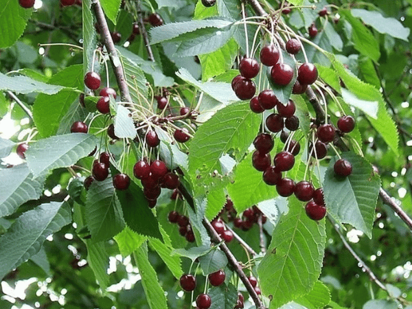 Merisier, Cerisier des oiseaux