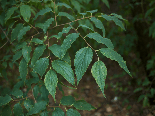 Micocoulier de Provence, Micocoulier de Virginie