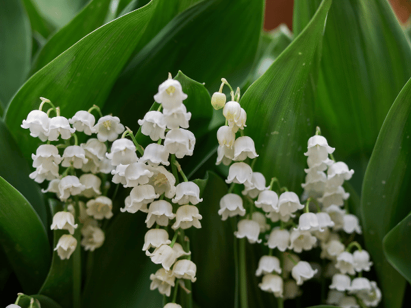 Muguet de mai