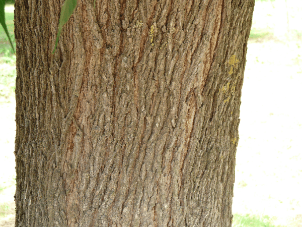 Mûrier platane, Mûrier à feuilles de platane