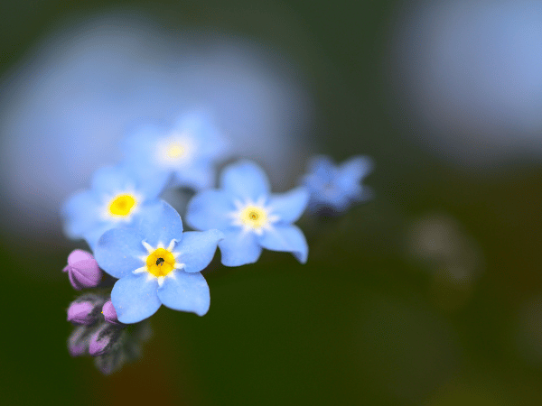 Myosotis