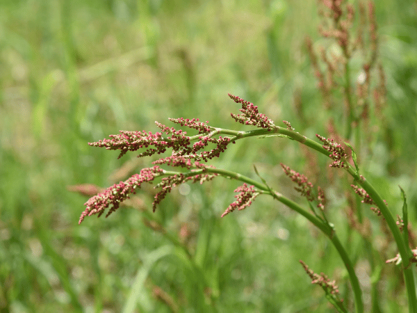 Oseille commune