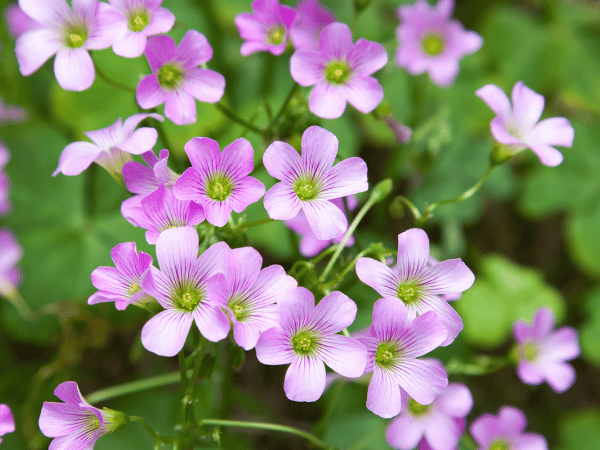 Oxalis, Oseille