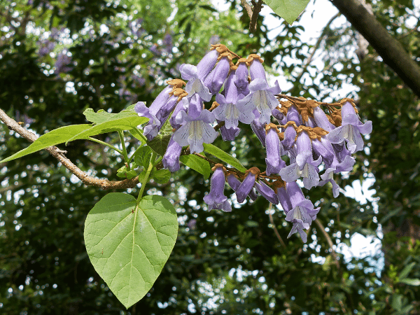 Paulownia, Arbre impérial