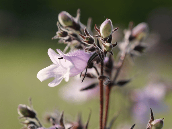 Penstemon