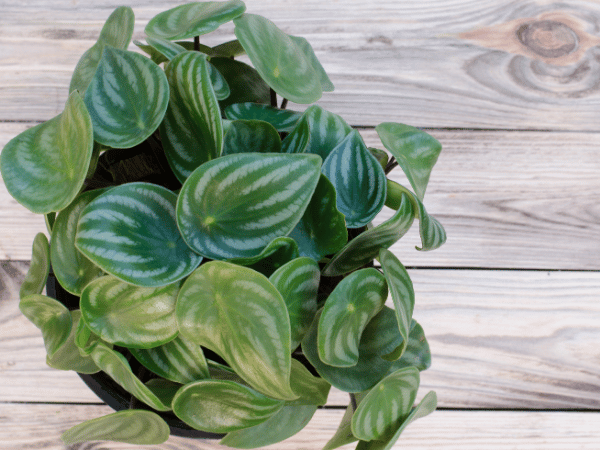 Peperomia