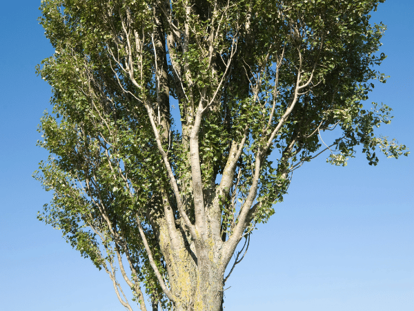 Peuplier &lsquo;Casque Rouge&rsquo;, Peuplier pyramidal d&rsquo;Italie