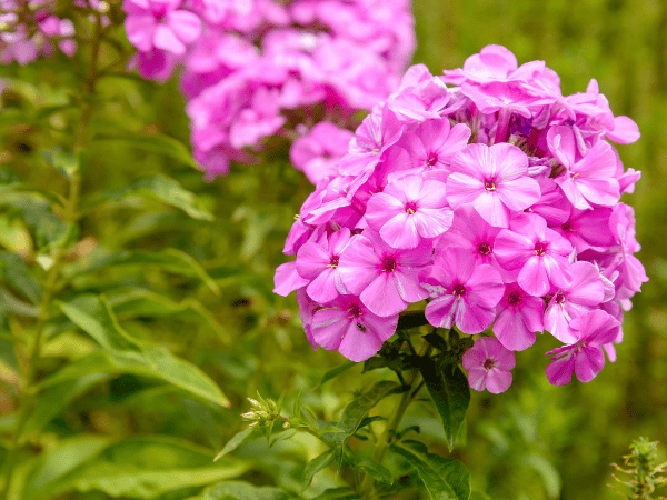 Phlox