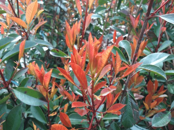 Photinia &lsquo;Red Robin&rsquo;