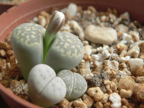 Pierres vivantes, Cailloux vivants