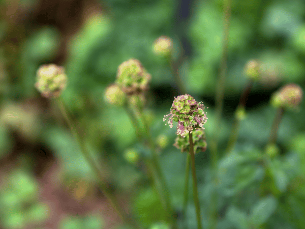 Pimprenelle, Sanguisorbe