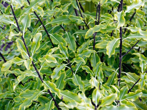 Pittosporum