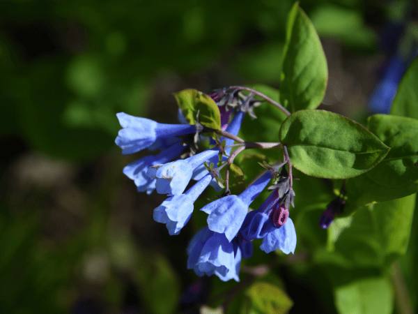 Plante à huître, Mertensie maritime