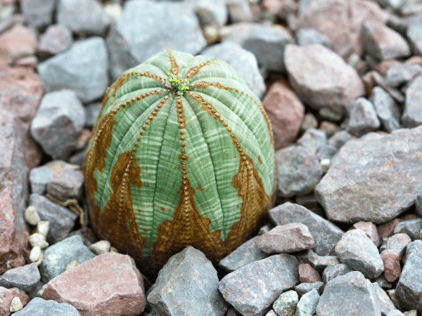 Plante de baseball, Euphorbe obèse