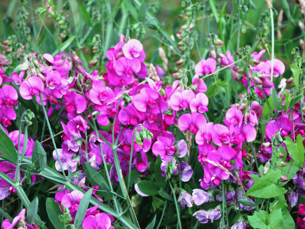 Pois de senteur vivace