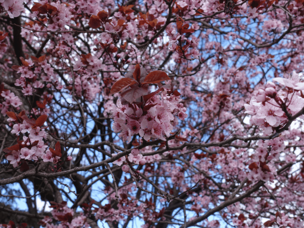 Prunier pourpre, Cerisier &lsquo;Pissardii&rsquo;