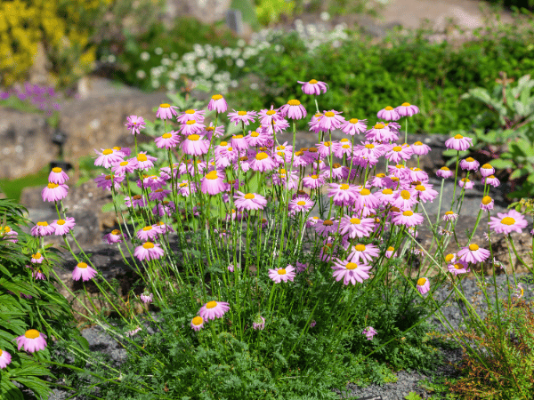 Pyrèthre, Marguerite rose, Fleur de chrysanthème