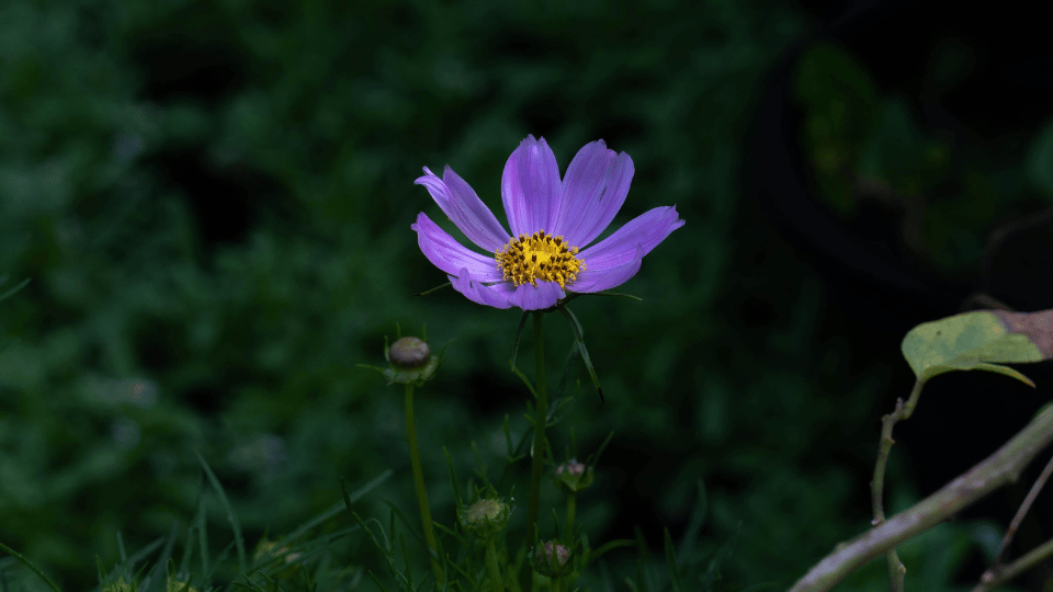 You are currently viewing Qu’est-ce qu’une plante annuelle ?