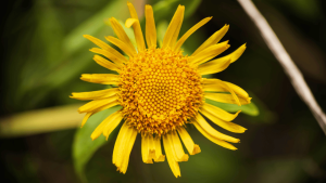 Lire la suite à propos de l’article Qu’est-ce qu’une plante vivace ?