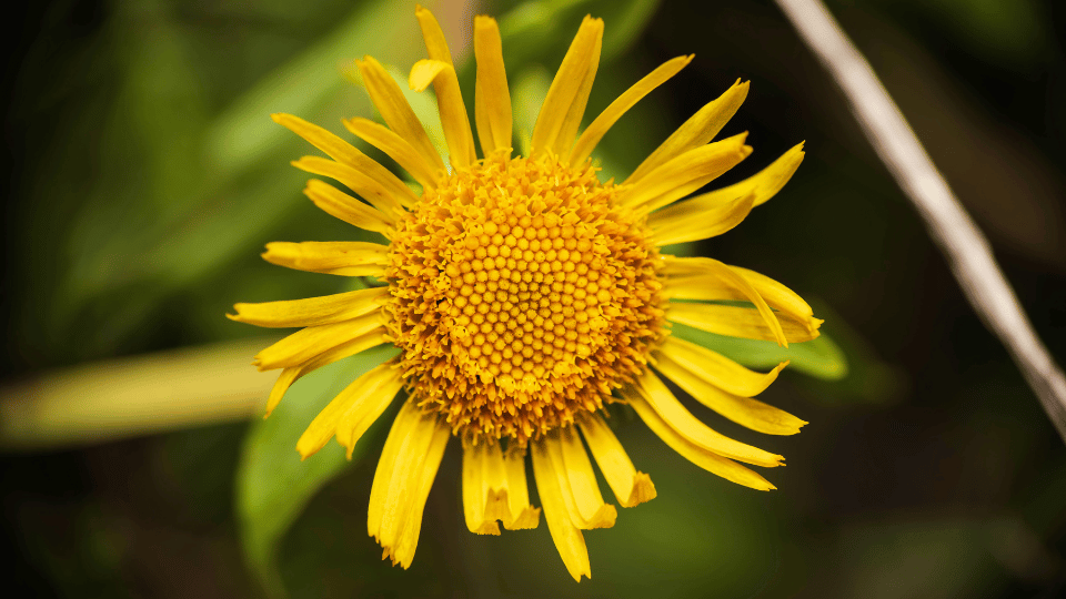 You are currently viewing Qu’est-ce qu’une plante vivace ?