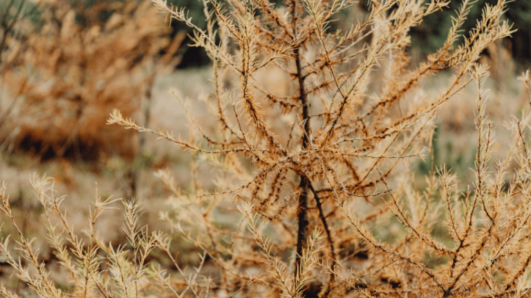 Lire la suite à propos de l’article Qu’est-ce qu’une plante persistante ?
