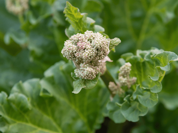 Rhubarbe