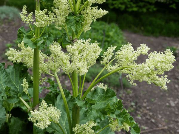 Rhubarbe