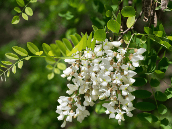 Robinier faux-acacia