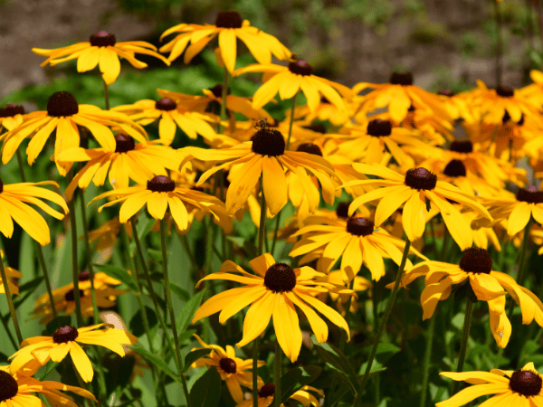 Rudbeckia, Marguerite noire, Grande Marguerite jaune