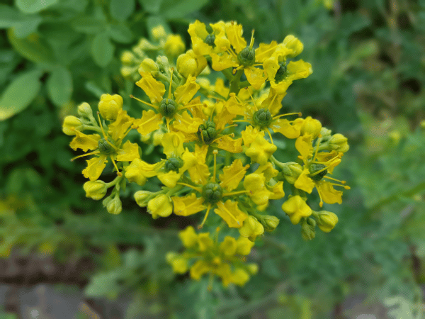 Rue officinale, Rue fétide