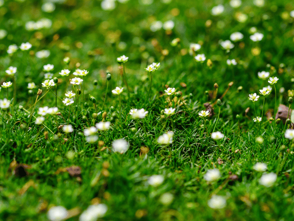 Sagine, Mousse irlandaise, Mousse écossaise