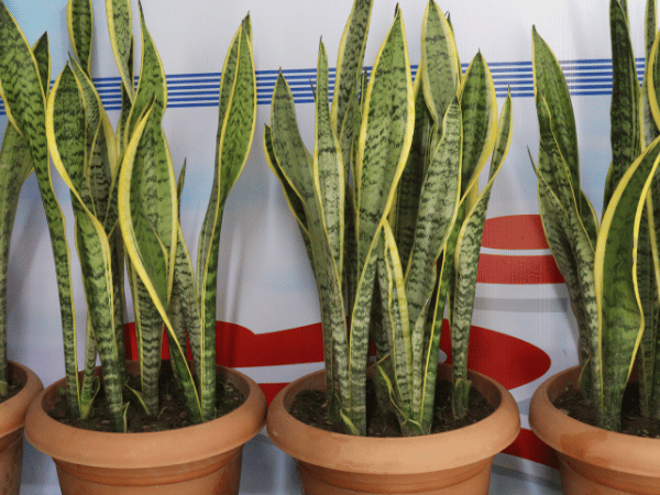Sansevière, Langue de belle-mère, Plante serpent
