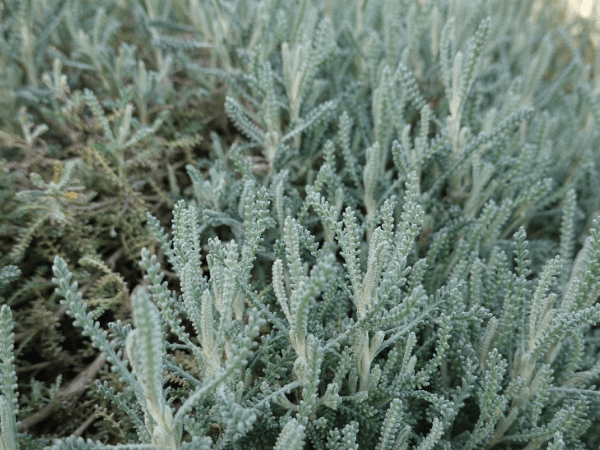 Santoline grise, Petit cyprès