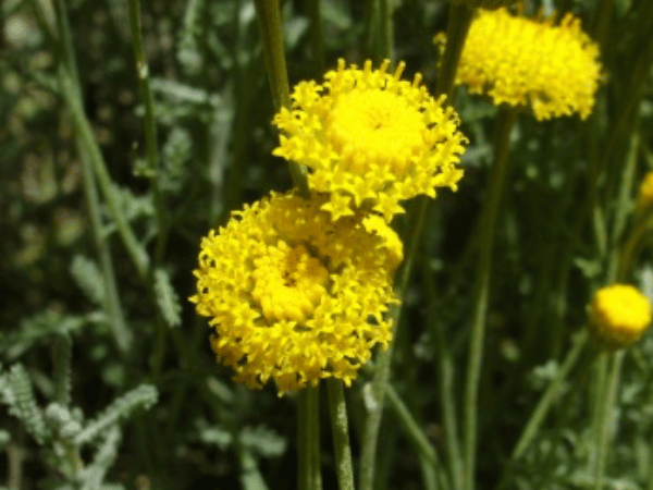 Santoline, Santoline verte ou grise