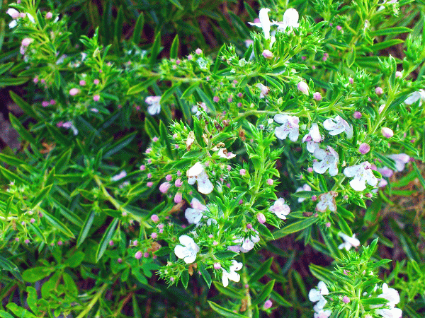 Sariette des montagnes