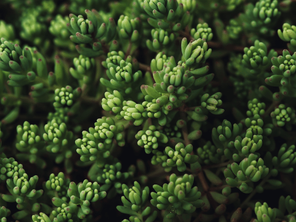 Sedum, Orpin, Sédum