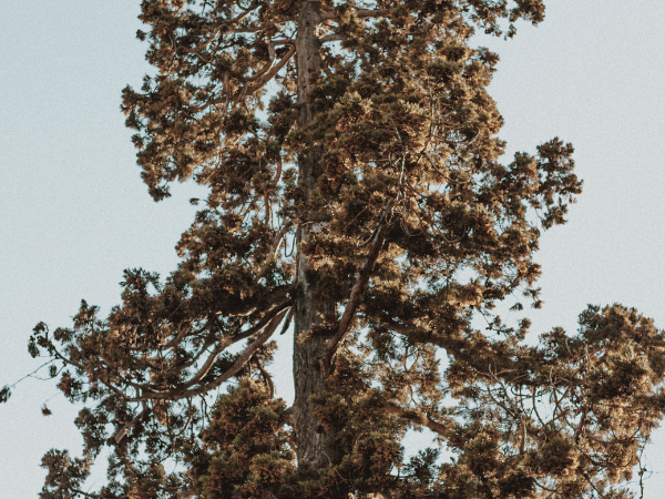 Séquoia géant, Séquoia sempervirens