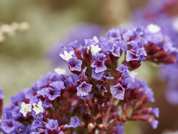 Statice, Immortelle de mer, Lavande de mer