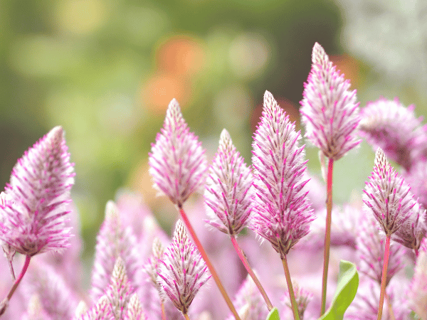 Tiarella, Fleur de mousse