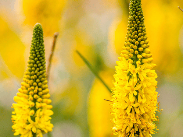 Tritome, Kniphofia, Tison de Satan