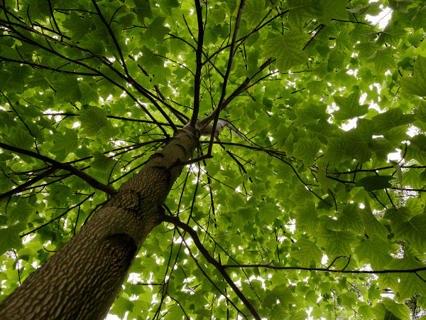 Tulipier de Virginie