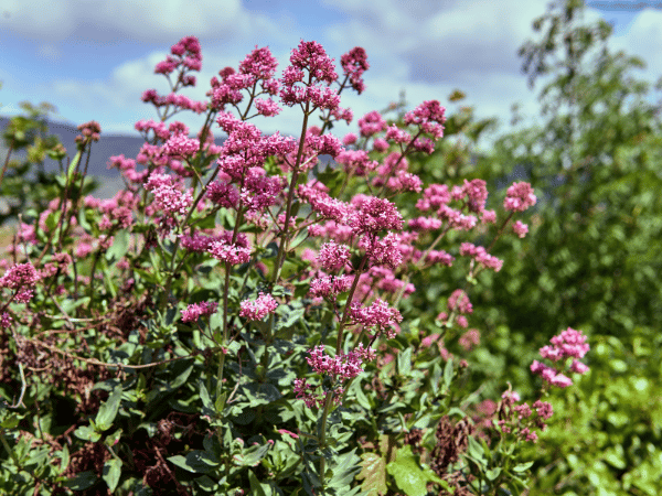 Valériane des jardins, Valériane rouge