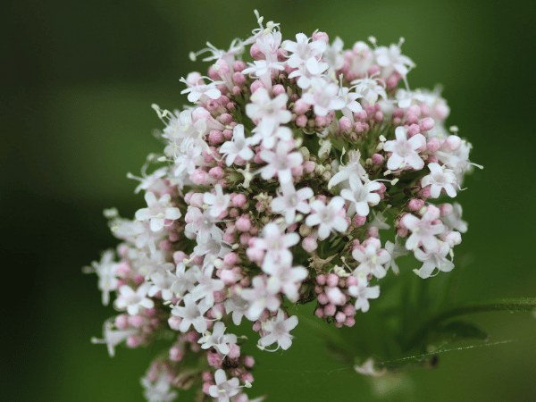 Valériane officinale